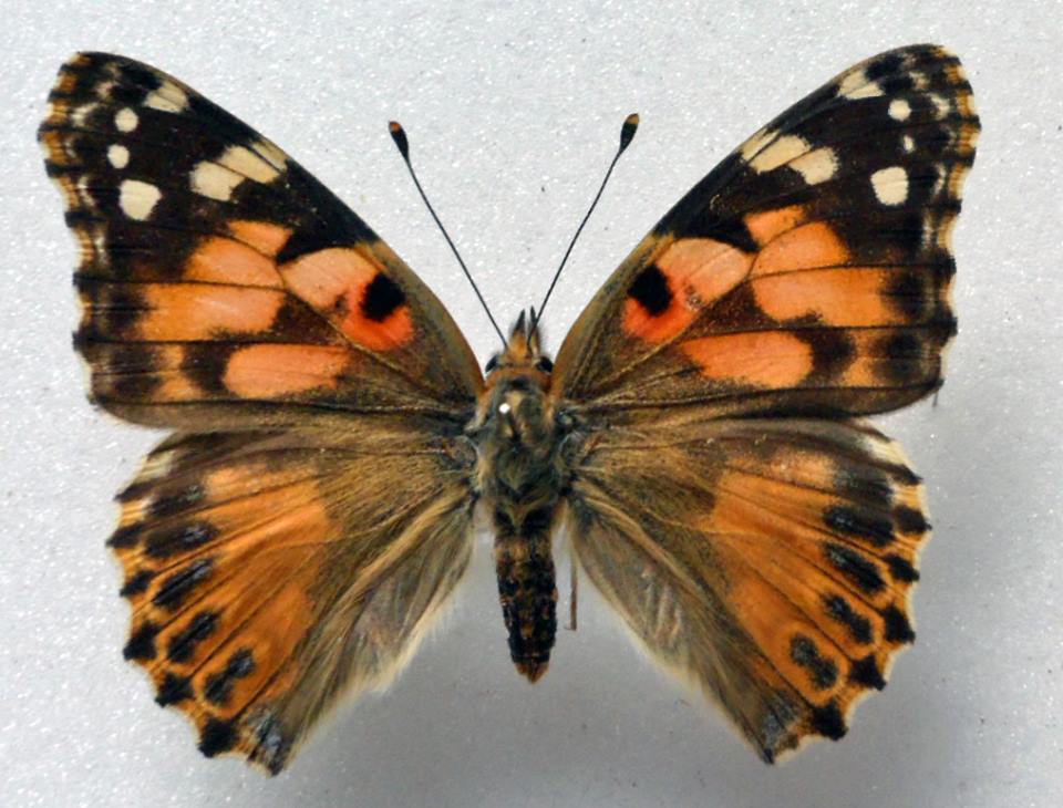 Vanessa cardui (ab2) Internet Image property of respective owner, non-commercial use only